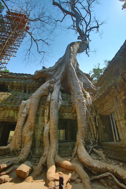 Temple Tree HDR